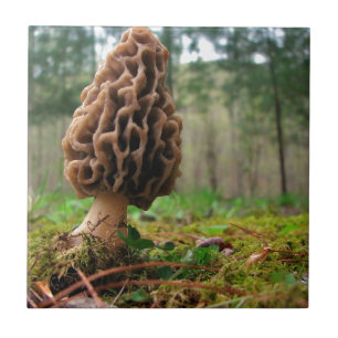 Azulejo De Cerâmica Morels suculentos