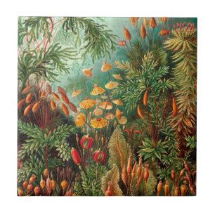 Azulejo De Cerâmica Moss (Muscinae) por Haeckel