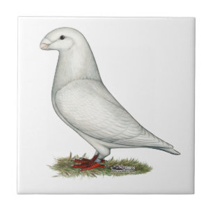 Azulejo De Cerâmica Mostrar Branco Racista