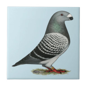 Azulejo De Cerâmica Mostrar Pombo Azul Raciador