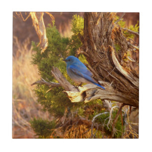 Azulejo De Cerâmica Mountain Bluebird no Parque Nacional de Arches