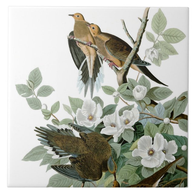 Azulejo De Cerâmica Mourning Dove, John James Audubon (Frente)