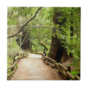 Azulejo De Cerâmica Muir Woods Path II - Fotografia natural
