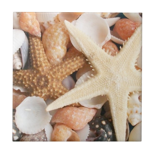 Azulejo De Cerâmica Muitas conchas (Frente)