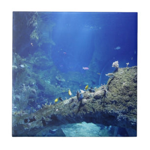 Azulejo De Cerâmica Muitos peixes do mar