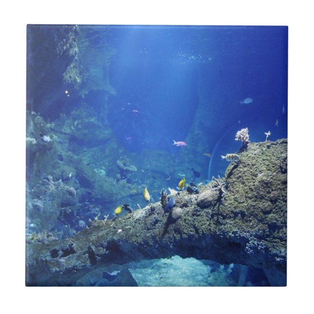Azulejo De Cerâmica Muitos peixes do mar (Frente)