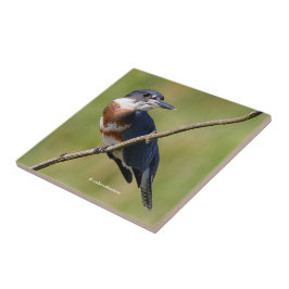 Azulejo De Cerâmica Mulher Beliscada Kingfisher Fora num Limb