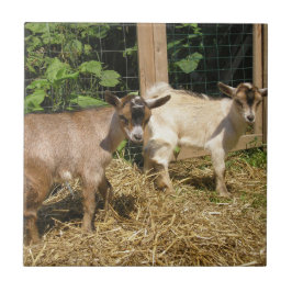 Azulejo De Cerâmica Murphy e Corky