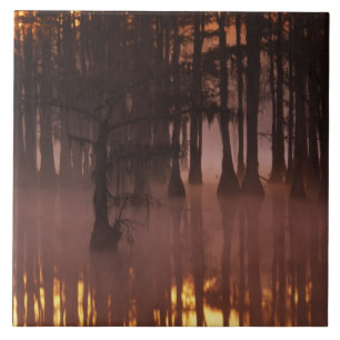 Azulejo De Cerâmica N.A., EUA, Geórgia, George Smith State Park.