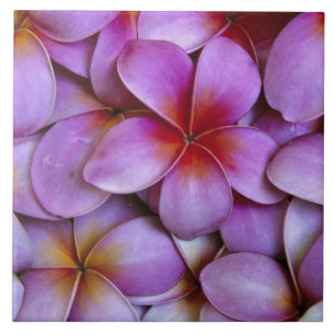 Azulejo De Cerâmica N.A., EUA, Maui, Havaí. Flores de Plumeria rosa.