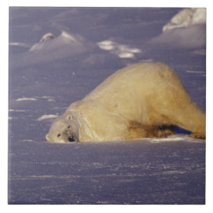 Azulejo De Cerâmica NA, Canadá, Manitoba, Churchill, Urso polar