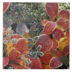 Azulejo De Cerâmica NA, EUA, Alasca. Parque Nacional Denali. Bearberry