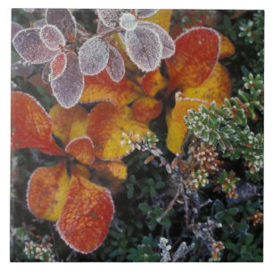 Azulejo De Cerâmica NA, EUA, Alasca. Parque Nacional Denali. Uva-de-ur