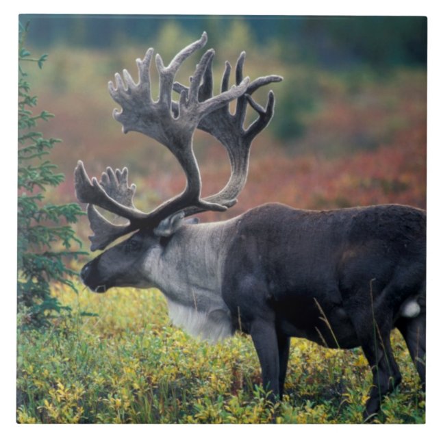 Azulejo De Cerâmica NA, EUA, Alaska, Denali NP, Bull caribou 3 (Frente)