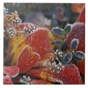 Azulejo De Cerâmica NA, EUA, Alaska, Fosco Denali NP, de cor baixa