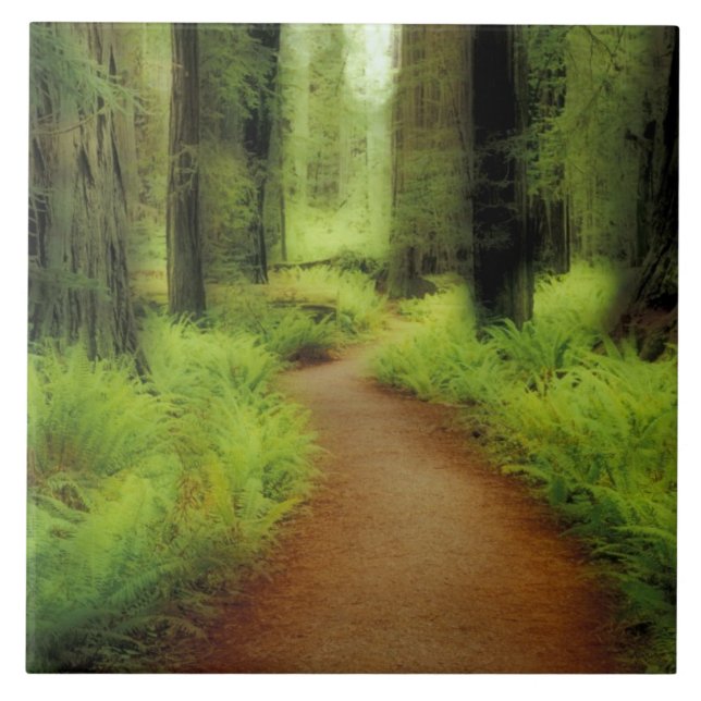 Azulejo De Cerâmica NA, EUA, Califórnia, Jedediah Smith Redwoods (Frente)