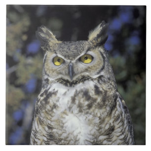 Azulejo De Cerâmica NA, EUA, Novo México, Parque da Natureza Wildlife