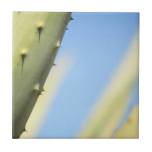 Azulejo De Cerâmica Na moda Verde Aloe Azul Sky Espresso