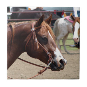 Azulejo De Cerâmica Na mostra do cavalo