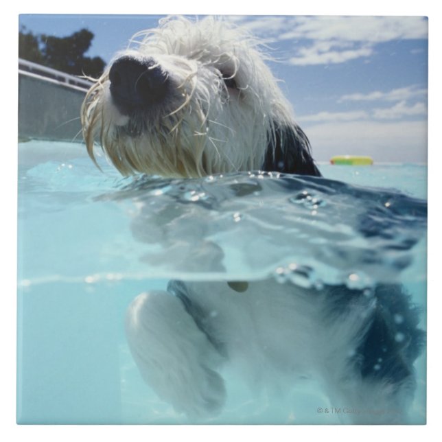 Azulejo De Cerâmica Nadar numa Piscina de natação (Frente)