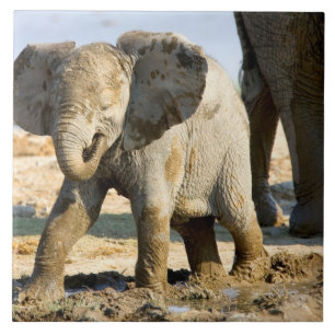 Azulejo De Cerâmica Namíbia, África: Bebê Elefante Africano