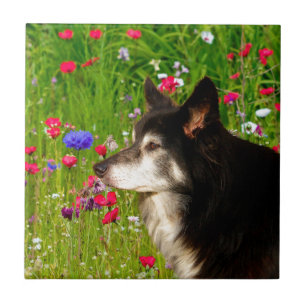 Azulejo De Cerâmica Namorados Border Collie com belas flores