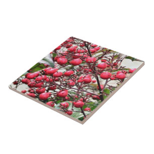 Azulejo De Cerâmica Nandina arbusto com as bagas maduras vermelhas