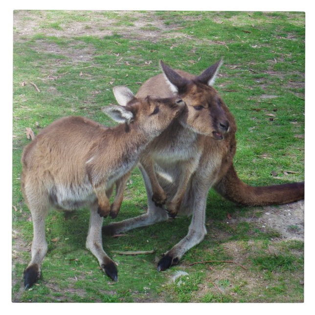 Azulejo De Cerâmica Não Agora, Skippy (Frente)