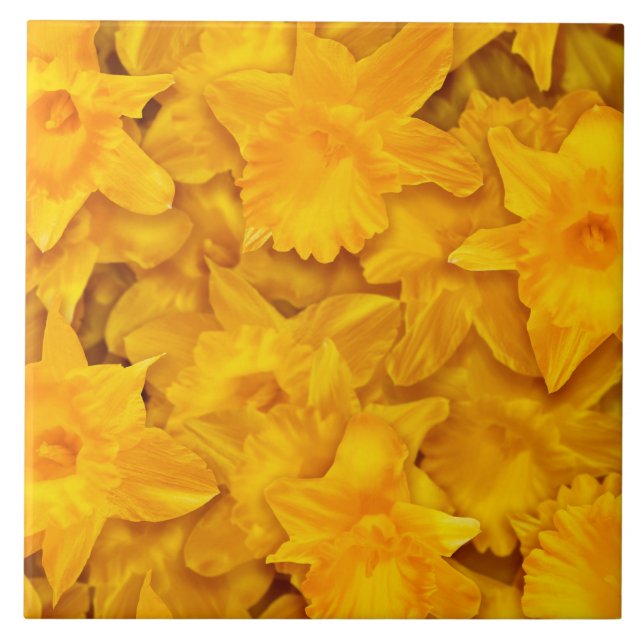 Azulejo De Cerâmica Narcissus Flowers (Frente)