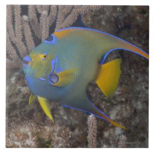 Azulejo De Cerâmica Natação do Angelfish da rainha (ciliaris de