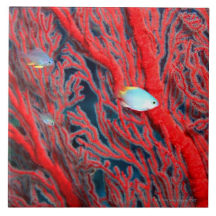 Azulejo De Cerâmica Natação dos peixes no coral
