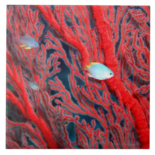 Azulejo De Cerâmica Natação dos peixes no coral (Frente)