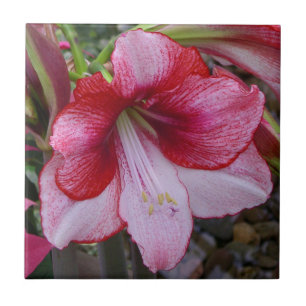 Azulejo De Cerâmica Natal Amaryllis Red Holiday Floral