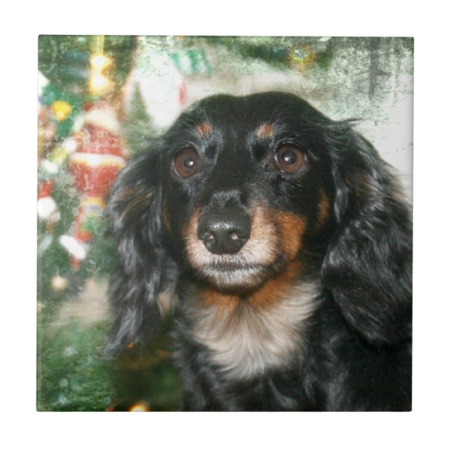 Azulejo De Cerâmica Natal do Dachshund (Frente)
