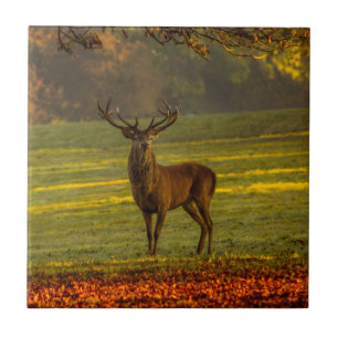 Azulejo De Cerâmica Nature Inspirations Regal Buck