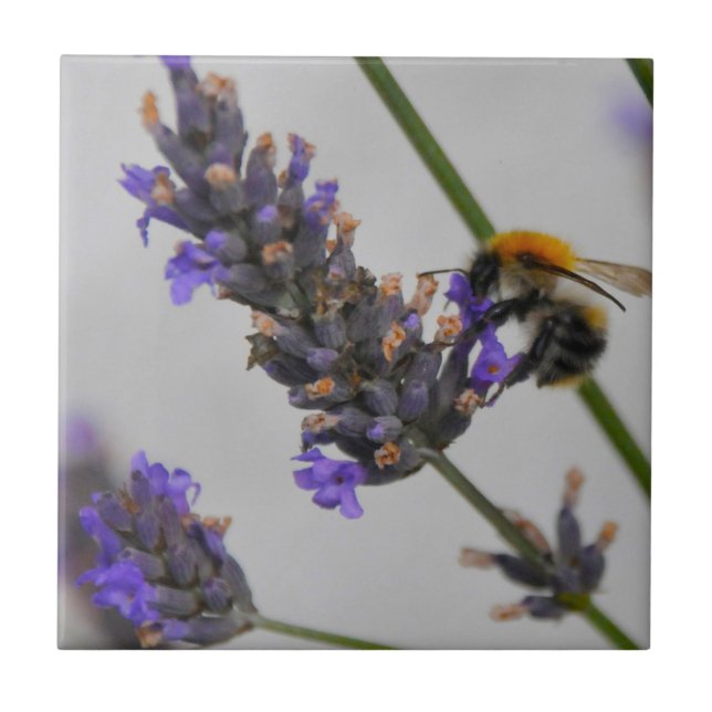 Azulejo De Cerâmica Natures WonMaravilha Workers (Frente)