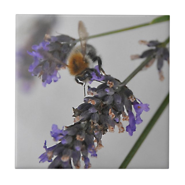 Azulejo De Cerâmica Natures WonMaravilha Workers (Frente)