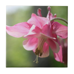 Azulejo De Cerâmica Natureza da Flor Columbina Rosa
