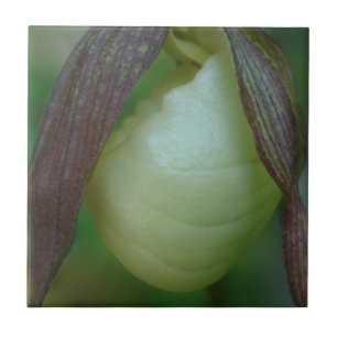 Azulejo De Cerâmica Natureza da Flor Orquídea Branca