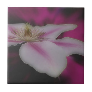 Azulejo De Cerâmica Natureza da Flor White Clematis