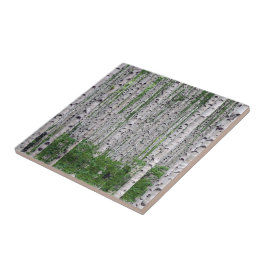 Azulejo De Cerâmica Natureza da Floresta de Birch