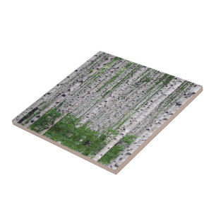 Azulejo De Cerâmica Natureza da Floresta de Birch