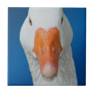 Azulejo De Cerâmica Natureza de Ganso Branco Bonito