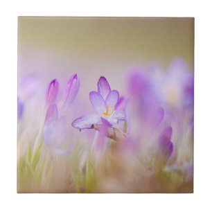 Azulejo De Cerâmica Natureza Inspirações Ereais Flores Lilases