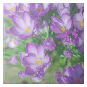 Azulejo De Cerâmica Natureza Pálida Pastel Púrpura Flores De Crocus