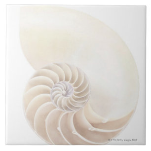 Azulejo De Cerâmica Nautilus Shell