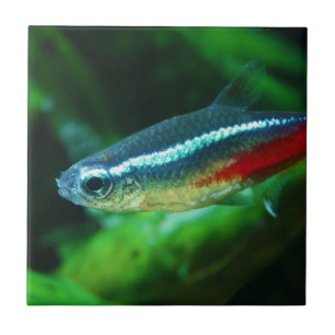 Azulejo De Cerâmica Neon Tetra Fish Paracheirodon Innesi