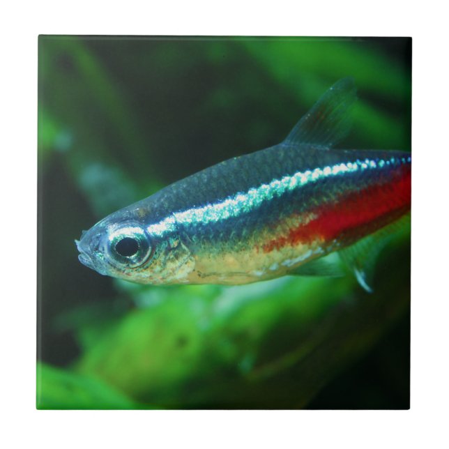 Azulejo De Cerâmica Neon Tetra Fish Paracheirodon Innesi (Frente)