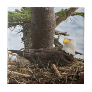 Azulejo De Cerâmica Nesting Bald Eagle