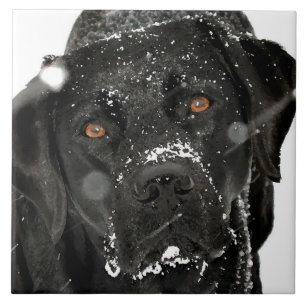 Azulejo De Cerâmica Neve - Cão Neve - Labrador Negro